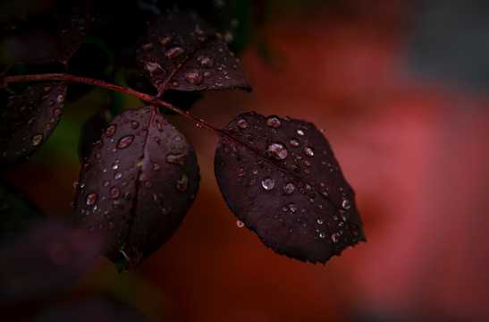 被雨水打湿的叶子图片