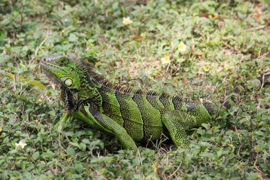 草丛里的绿色蜥蜴