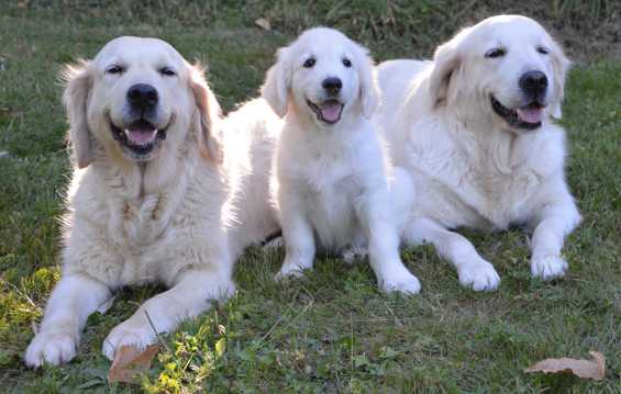 三只金毛猎犬图片