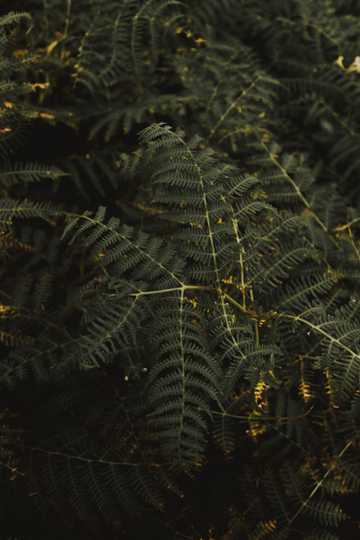 绿色的蕨类植物图片
