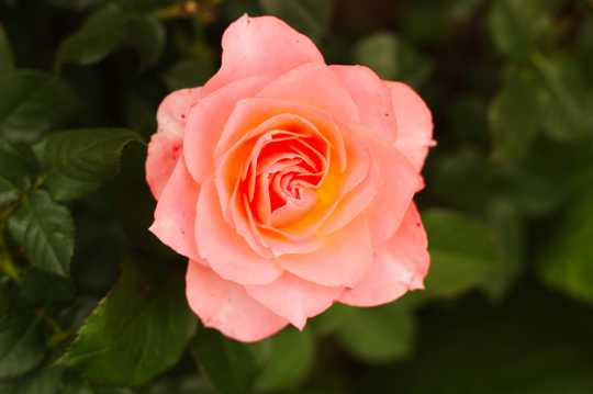 粉玫瑰花卉拍摄图片