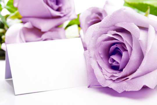 紫玫瑰花图片