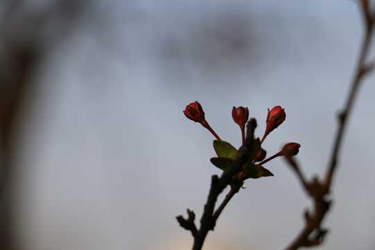 垂海棠嫩叶图片