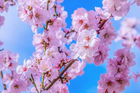 日本樱花欣赏图片
