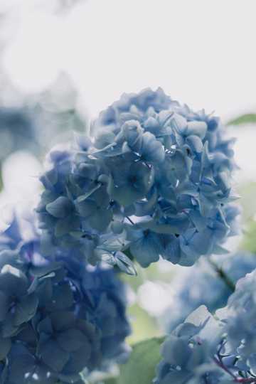 唯美蓝色绣球花图片