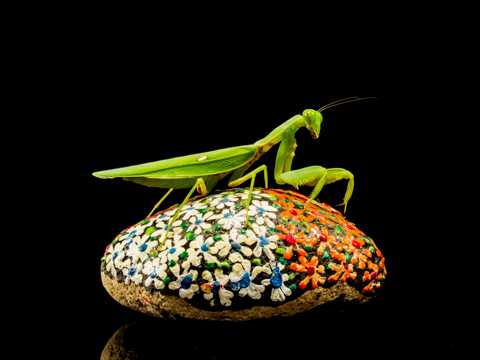 霸道威武的绿色螳螂图片