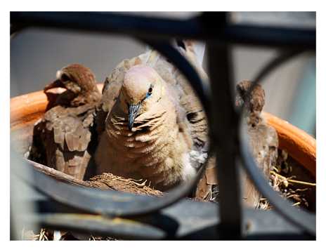 小鸟的家乖巧的鸟巢图片