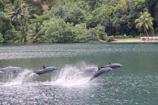 跃出水面海豚图片