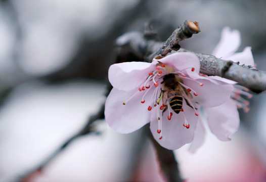春日蜜蜂采蜜图片