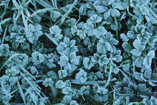 结霜的植物图片