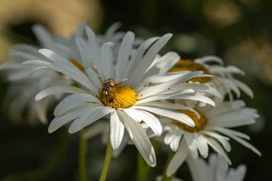 白色雏菊花花卉图片