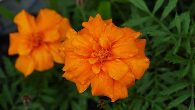 漂亮橙色花卉图片