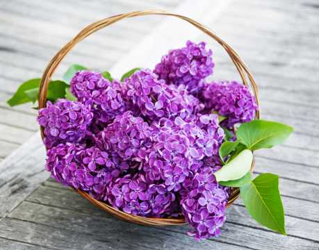 一篮紫色丁香花图片