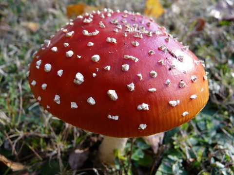 绝美的蘑菇粉木耳图片