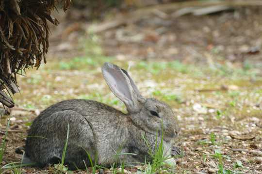 野生灰色兔子图片