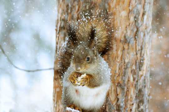 可人松鼠雪中猎食图片
