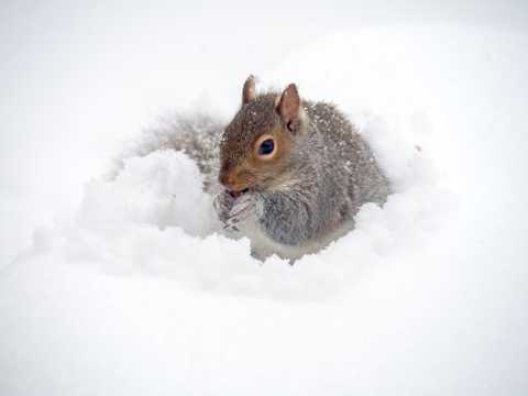 雪地里的松鼠图片
