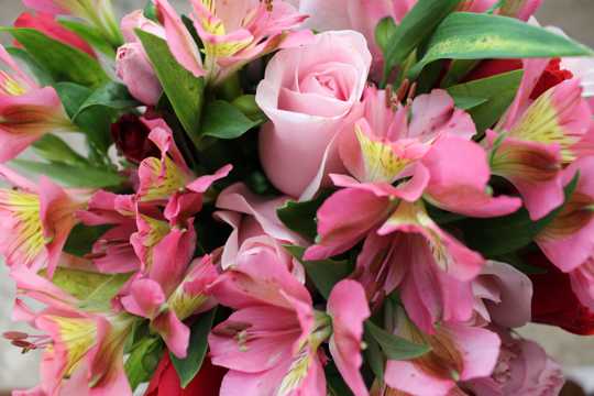 粉红色的清爽花卉图片