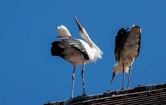 屋顶两只白鹤