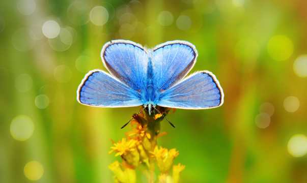 蓝色蝴蝶照相图片