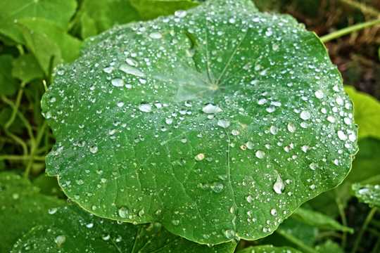绿叶植物水滴图片