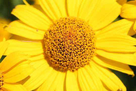 黄色菊花近景特写图片