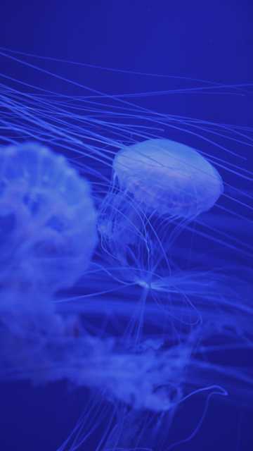 蓝色深海水母拍照图片