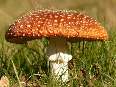 大蘑菇图片