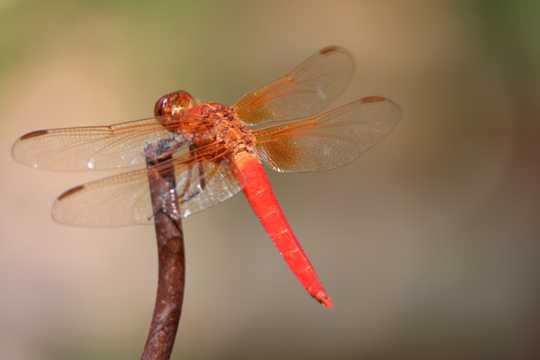 美丽红蜻蜓休憩图片