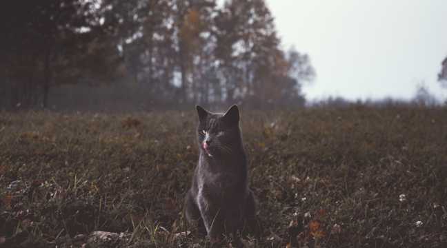枯草地上的黑猫图片