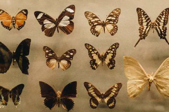 漂亮蝴蝶标本图片