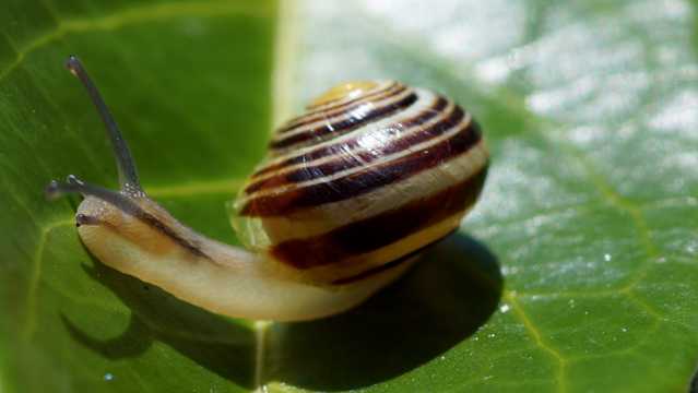 小蜗牛高清拍照图片