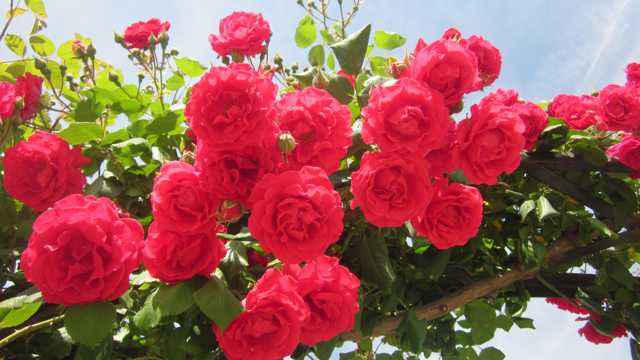 花园红色玫瑰花图片