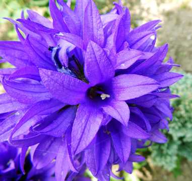 春日紫色鲜花图片