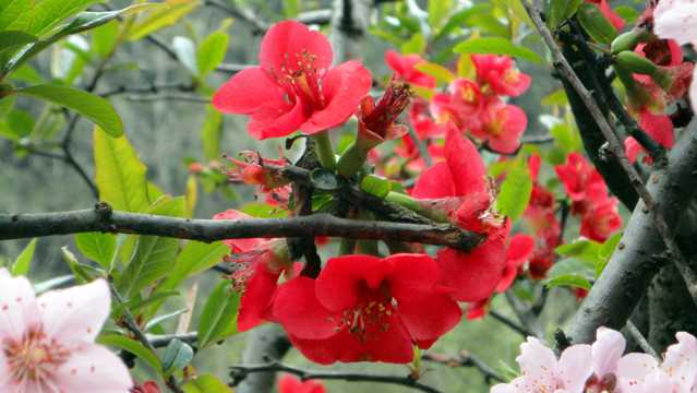 高清红色海棠花图片