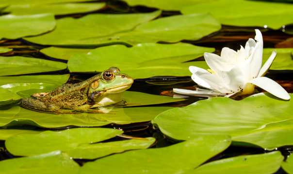 青蛙和白莲花图片