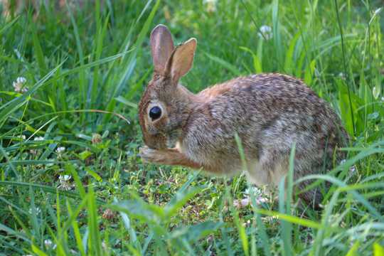 草丛灰色野兔子图片
