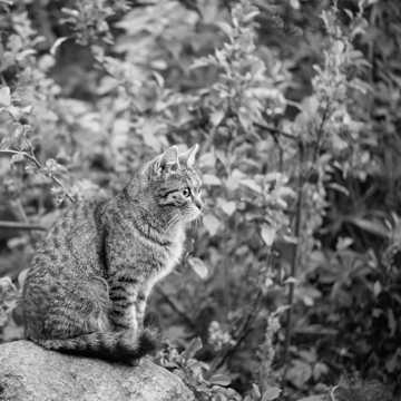 萌宠猫写真黑白图片