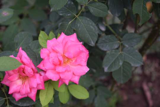 两朵浪漫粉色玫瑰花图片