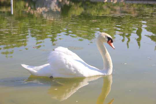 池塘漂亮白天鹅图片