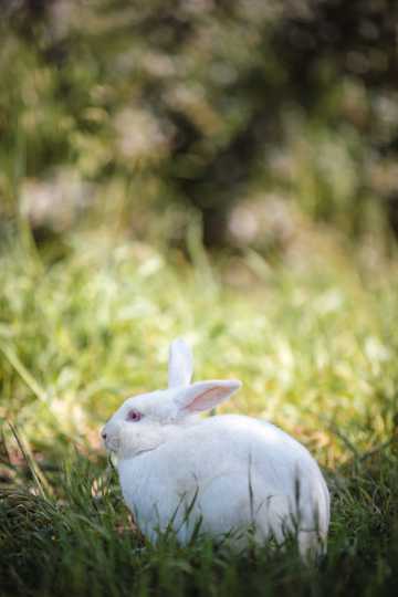 乖巧小白兔高清图片