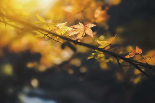 秋天美丽的枫叶图片