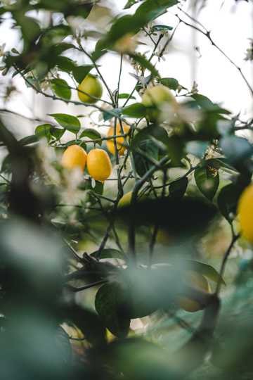 黄色柠檬树图片