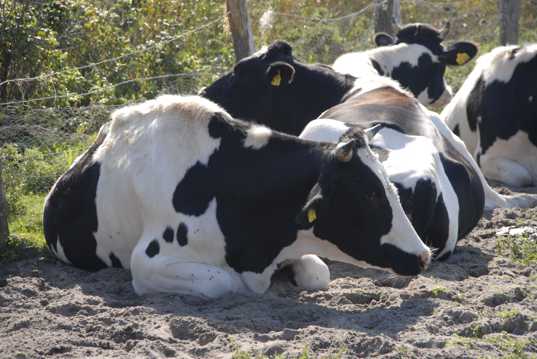 奶牛群休息图片