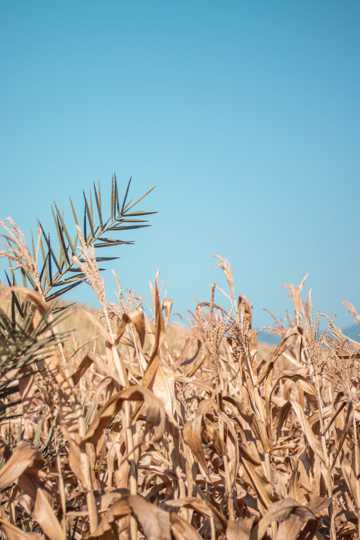 干枯的玉米秆图片