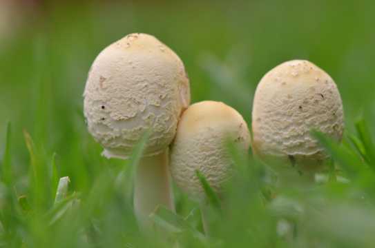 草丛蘑菇朵照相图片