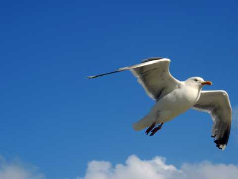 天空中漫游的海鸥图片