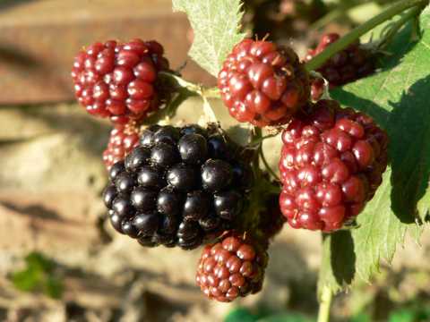 营养健康酸甜好吃的黑莓图片