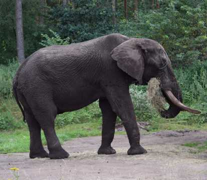 一只野生大象图片