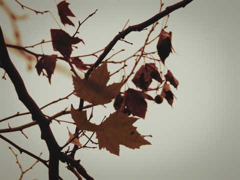 秋季树枝枝头枫叶图片